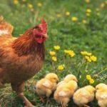 TIẾNG GÀ MÁI GÁY ĐIỀM BÁO ĐIỀU GÌ ???