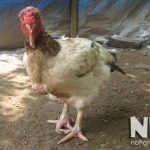 Gà mái ghẹ là gì? Phân biệt gà mái ghẹ và gà mái tơ