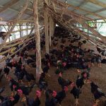 Tham Quan Mô Hình Nuôi Giống Gà Ta Minh Dư