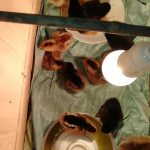 Cách nuôi gà con mới nở hiệu quả nhất