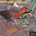 TẤT TẦN TẬT NHỮNG ĐIỀU CÁC BẠN CẦN BIẾT VỀ GÀ NƯỚC ? NHỮNG LƯU Ý KHI NUÔI GÀ NƯỚC.