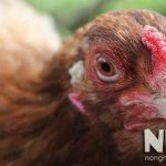 Nuôi gà bao lâu thì đẻ trứng? 5 tháng 6 tháng hay 1 năm