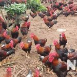 Thời gian nuôi gà thịt, nuôi mấy tháng thì bán được