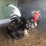 Giá gà Quý Phi giống. Trang trại bán gà quý phi giống ở TPHCM, Hà Nội