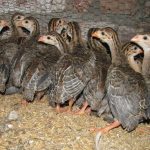 Giá gà sao giống và thịt. Trang trại bán gà sao giống trên cả nước