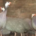 Gà sao giá bao nhiêu 2023? nặng bao nhiêu kg? mua ở đâu?