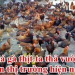 Giá Gà Thịt Ta thả vườn bao nhiêu tiền 1kg thị trường hôm nay 2023
