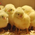 Bảng giá gà giống cập nhật  24/09/2023