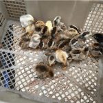 Cập Nhật Bảng Giá Gà Tre Tân Châu Mới Nhất Năm 2020