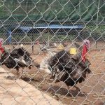 Giá gà tây giống, gà tây thịt. Trang trại bán gà tây giống ở Hà Nội, TPHCM