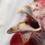 Gà bị khò khè thở khó | Uống thuốc gì? Cách chữa tốt nhất