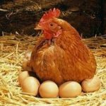 Cách gà giao phối: Quá trình gà trống thụ tinh với gà mái