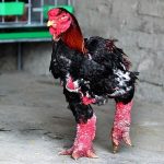 Tổng Hợp Những Giống Gà To Nhất Việt Nam Thịt Ngon Vô Cùng