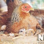 Gà tre ấp trứng bao nhiêu ngày thì nở, câu hỏi từ những người nuôi gà tre