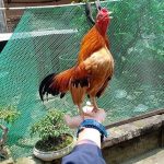 Gà tre Bắc tít có gì đặc biệt mà có giá 150 triệu một cặp