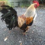 TOP Gà Tre Lai Tại Việt Nam, Những Dòng Gà Tre Lai Hay Bậc Nhất Được Tin Dùng