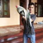 Bảng Giá Gà Tre Tân Châu Mới Nhất 2019