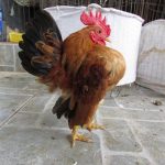 Gà tre thái giá bao nhiêu? Trang trại bán gà tre thái trên cả nước