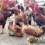 Gà trống có đẻ trứng được không? Tại sao?