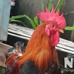 Gà trống có đẻ trứng không? Giải thích trứng gà trống từ chuyên gia