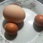 Gà Trống Đẻ Trứng Là Điềm May Hay Rủi? Giải Mã Điềm Báo Tốt Xấu