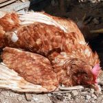 Gà bị tụ huyết trùng có ăn được không