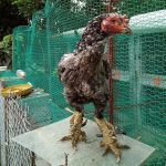 Gà Vảy Rồng Đá Hay Không Có Nên Nuôi?