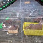 Bồ câu gà: Nuôi thế nào, mua nơi đâu?