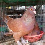 Mô hình nuôi bồ câu gà Mỹ. Giá bồ câu gà Mỹ giống & thịt hiện nay