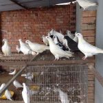 Bồ câu Pháp giá bao nhiêu? Chi tiết giá bồ câu Pháp giống và thịt hiện nay