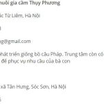 Giá bán chim bồ câu và mẹo chăm sóc ít ai biết đến