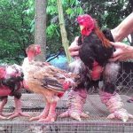 Giá gà Đông Tảo và chỗ mua uy tín