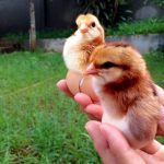 Gà ta giống: Giá bán và chỗ mua uy tín