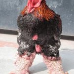 Giá gà Đông Tảo bao nhiêu tiền 1kg? [Giá thịt gà Đông Tảo lai] mới nhất