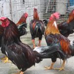 Gà Đông Tảo lai: Giá giống và thịt