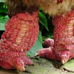 Bán gà Đông Tảo thuần chủng chuẩn giống Hưng Yên