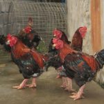 Gà Đông Tảo lai F1, F2, F3. Giá gà Đông Tảo lai giống và thịt hiện nay