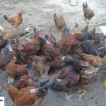 Giá gà Lai Chọi thịt bao nhiêu tiền 1kg hôm nay 2023?