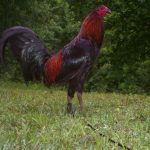 Gà peru – những điều cần biết