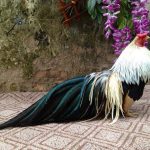 Trang trại mua bán gà tre ở Hà Nội và TPHCM. Giá gà tre các loại