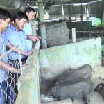 Bảng giá lợn rừng giá rẻ nhất hiện nay