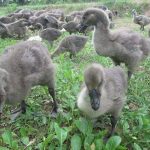 Các loại ngỗng thông dụng và giá bán