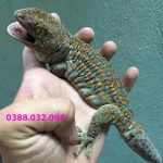 Tắc kè hoa giá bao nhiêu? Mua con tắc kè hoa ở đâu?