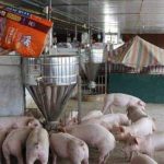 Cám heo: Bảng giá các loại cám được ưa chuộng