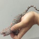 Tắc kè giống: Giá mua và nơi bán uy tín