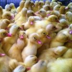 Tìm hiểu giá vịt giống được cập nhật mới nhất