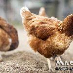 Gà hậu bị là gì? Một số lưu ý khi nuôi gà hậu bị