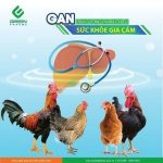 Thuốc giải độc gan thận cho gà – yếu tố không thể bỏ qua để gà khỏe mạnh