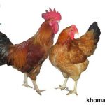 Giống gà thả vườn tốt nhất - Tổng hợp các giống gà ở Việt Nam