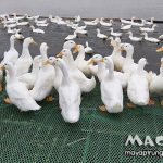 Điểm danh các giống vịt thịt hiện nay, một vài thông tin tham khảo